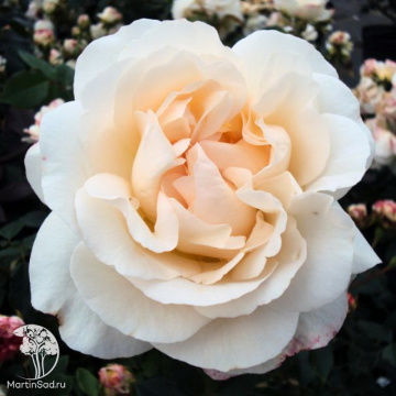 Фото Роза флорибунда Космос