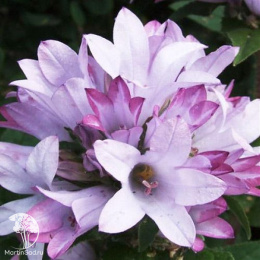 Колокольчик скученный Каролина