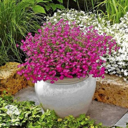 Лобелия плетистая Рубиновый фонтан