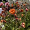Geum Tempo Orange Гравилат Темро Оранж фото 5 