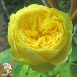 Роза флорибунда Каталина
