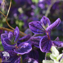 Сальвия Фигаро (хорминовая, темно-синяя) Евро