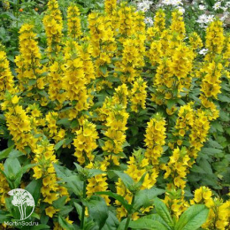 Вербейник Златовласка (точечный)