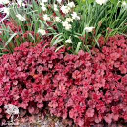 Сверхвыгодный микс! Гейхера Черри Кола + Гейхера Палас Пурпл + Гейхера Милан