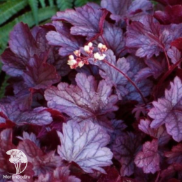 Сверхвыгодный микс! Гейхера Венус + Гейхера Шанхай + Гейхера Литтл Кьюти Пеперминт