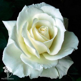 Роза чайно-гибридная Тенека