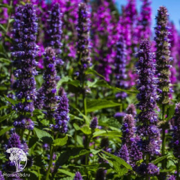 Лофант Франт