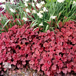 Сверхвыгодный микс! Гейхера Дельта Даун + Гейхера Черри Кола + Гейхера Ред Лайтинг