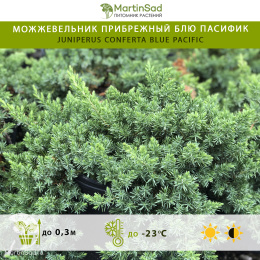Можжевельник прибрежный Блю Пасифик