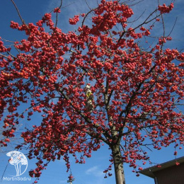 Яблоня декоративная Ред Сентинел