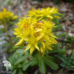 Седум цветоносный Вейхенстефанер Голд