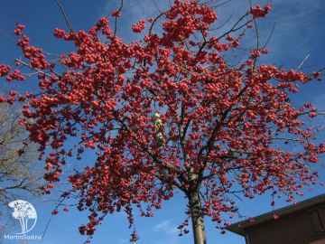 Фото Яблоня декоративная Ред Сентинел