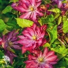 Клематис гибридный крупноцветковый Каэн фото 1 