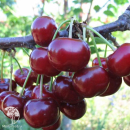 Вишня (дюк) Ивановна