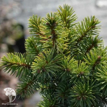 Фото Ель колючая Чармер