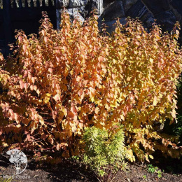 Дёрен кроваво-красный Мидвинтер Файер