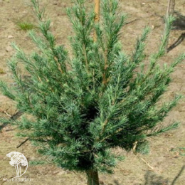 Лиственница Гмелина Тарандт на штамбе