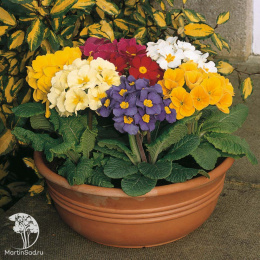 Примула высокая Смесь окрасок