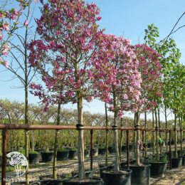 Магнолия суланжа Галакси на штамбе