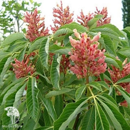 Каштан конский павия Коехнеи на штамбе