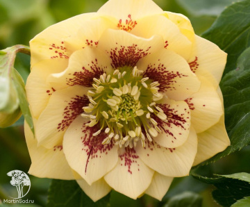 Фото  Морозник восточный Дабл Элен Еллоу Споттид