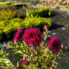 Астра новоанглийская Андекен ан Альма Пёчке фото 6 