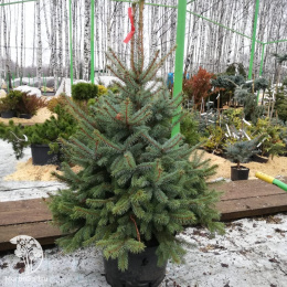 Ель голубая  Блю Даймонд