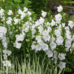 Колокольчик Реверанс (персиколистный, белый)