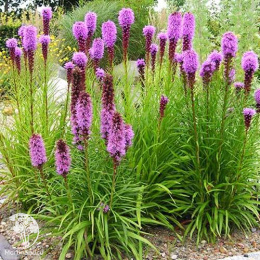 Лиатрис колосковый Флористан Вайолит