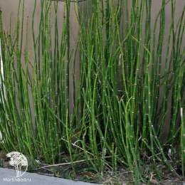 Equisetum hyemale Хвощ зимующий