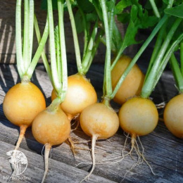 Редис Злата