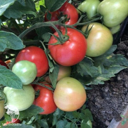 Томат Верочка F1 ( 2-ной пак.)