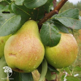 Груша гибрид Кокинская + Москвичка
