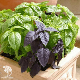 Базилик Смесь лучших сортов