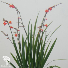 Крокосмия (монтбреция) Файр Кинг