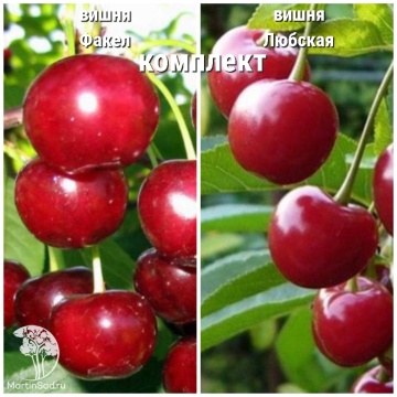 Фото Сверхвыгодный комплект! Вишня (дюк) Факел + опылитель Вишня Любская