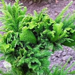 Криптомерия японская Кристата