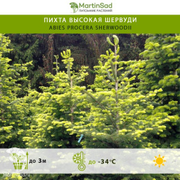  Пихта высокая Шервуди