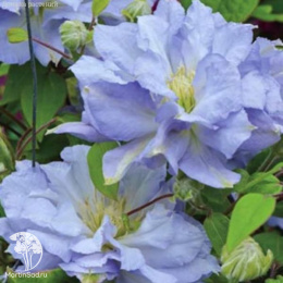 Клематис Блю Котильон