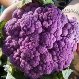 Капуста цветная Сахарная глазурь +Кораллы Клары серия Дуэт