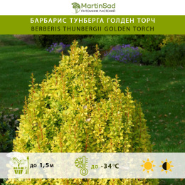 Барбарис тунберга Голден Торч