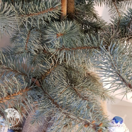 Ель новогодняя Эдит