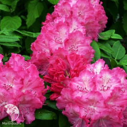 Рододендрон гибридный Германия