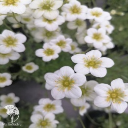 Saxifraga arendsii Alpino Early Lime Камнеломка Арендса Альпино Эрли Лайм