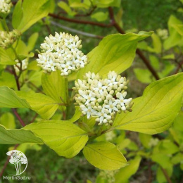 Дёрен белый Cornus alba