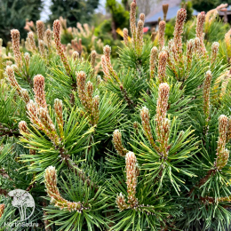 Сосна горная Татра