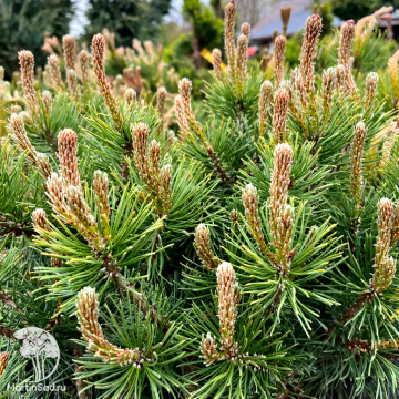 Фото Сосна горная Татра