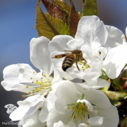 Вишня войлочная Алиса