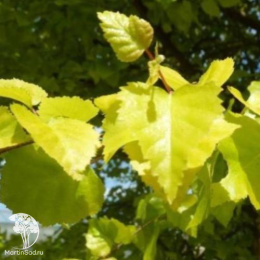 Берёза пушистая Аурея