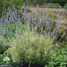 Лаванда гибридная Платинум Блонде